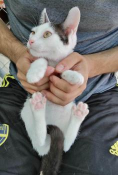 Ambrosio Bild von Ambrosio