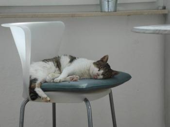 Lino Bild von Croqueto