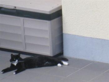 Persi Bild von Persi