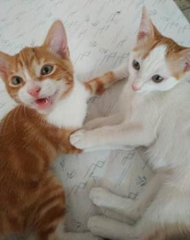 Enzo Bild von Enzo