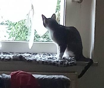 Covos Bild von Covos