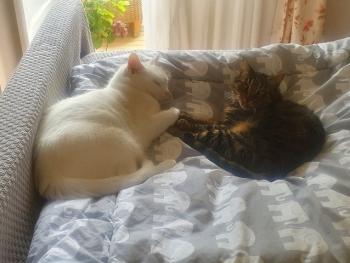 Coton Bild von Coton
