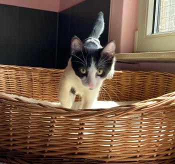 Manchis Bild von Manchis