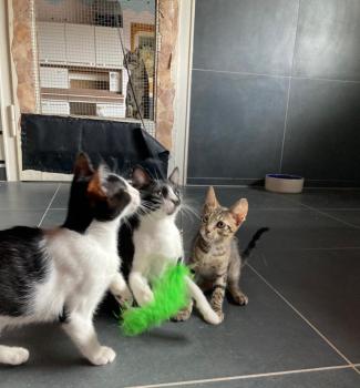 Manchis Bild von Manchis