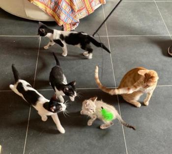 Manchis Bild von Manchis