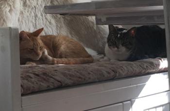Chimo Bild von Chimo