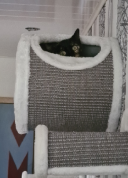 Moggy Bild von Moggy