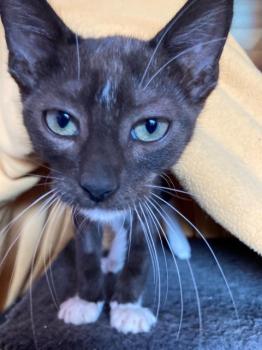 Panther Bild von Panther