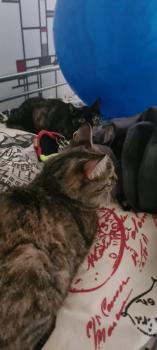 Moggy Bild von Moggy