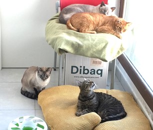 Mocoso Bild von Mocoso