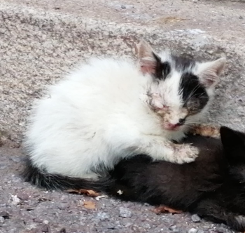 Mito Bild von Mito