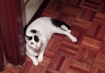 Lily Bild von Lily