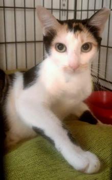 Mishu Bild von Mishu