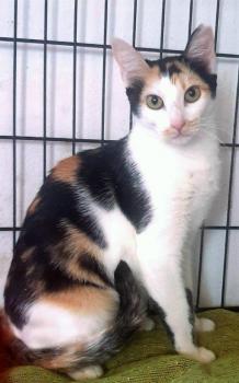 Mishu Bild von Mishu