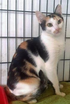 Mishu Bild von Mishu