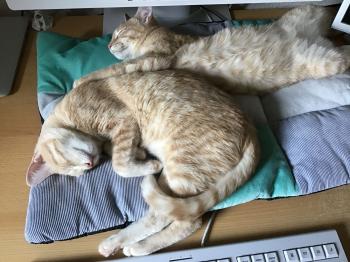 Pin Bild von Pin