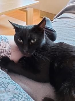 Babush Bild von Babush