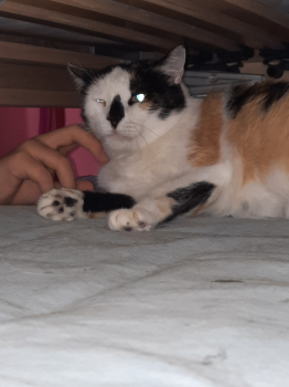 Juno Bild von Juno