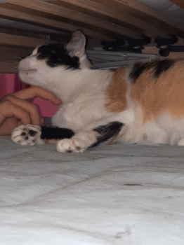 Juno Bild von Juno