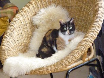 Petula Bild von Petula