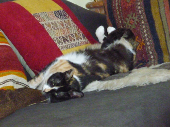 Petula Bild von Petula