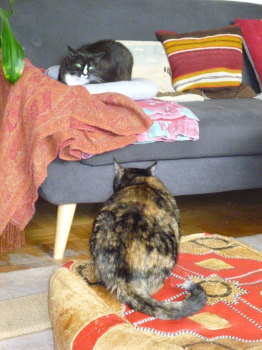 Susi Bild von Susi