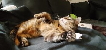 Fame Bild von Fame