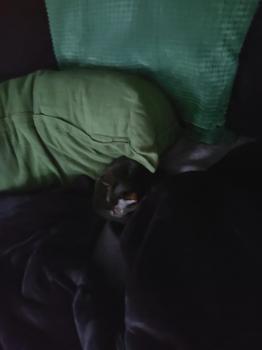 Morty Bild von Morty