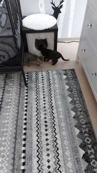 Morty Bild von Morty