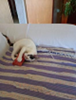 Bild von Mafi