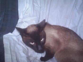 Bild von Xavi