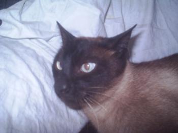 Bild von Xavi