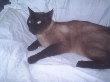 Bild von Xavi