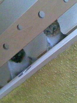 Nima Bild von Chica