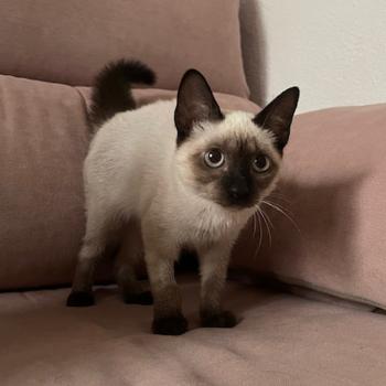 Muneca Bild von Muneca