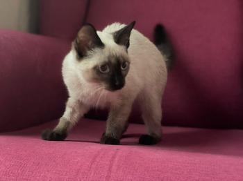 Muneca Bild von Muneca
