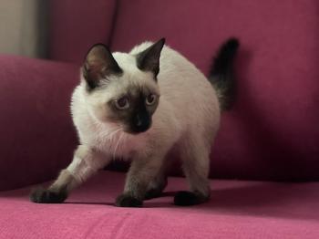 Muneca Bild von Muneca