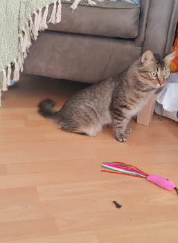 Marte Bild von Marte