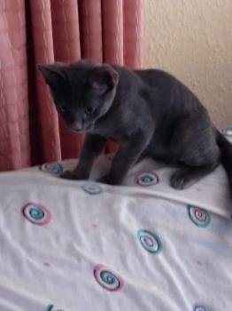 Goyo Bild von Goyo