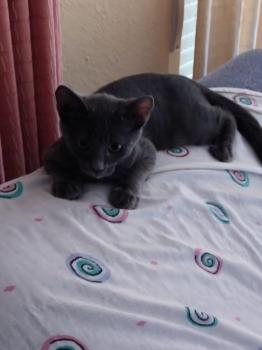 Goyo Bild von Goyo