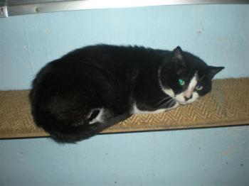 Rocky Bild von Rocky