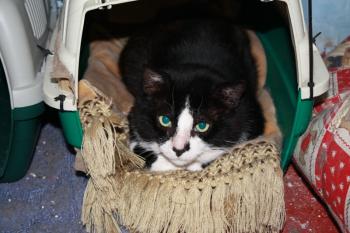 Rocky Bild von Rocky