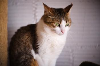 Lila Bild von Lila