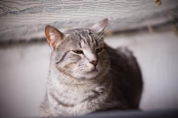Ivor Bild von Ivor