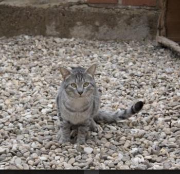 Ivor Bild von Ivor
