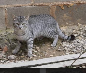 Ivor Bild von Ivor