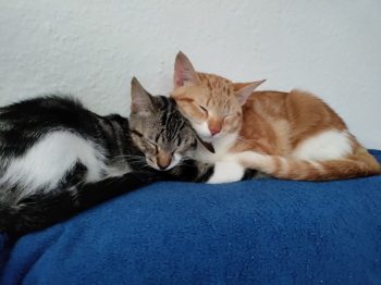 Ares Bild von Ares