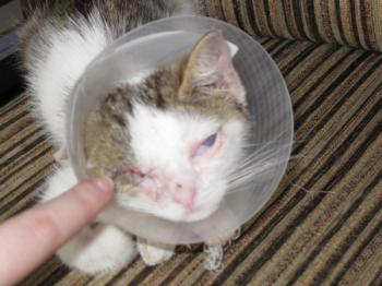 Magoo Bild von Magoo