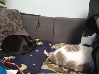 Babush Bild von Babush