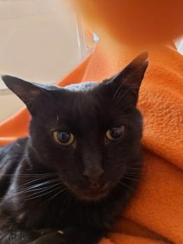 Babush Bild von Babush